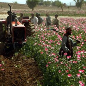 তালেবানের নিষেধাজ্ঞার পর আফগানিস্তানে আফিম উৎপাদন কমেছে: জাতিসংঘ