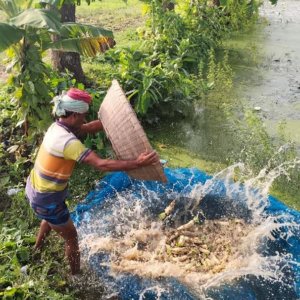রাজশাহীতে অতিবৃষ্টিতে ১০ কোটি টাকার ফসল নষ্ট, ক্ষতিগ্রস্ত ৪ হাজার কৃষক