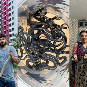 রাজধানীর আবাসিক ভবনে বিষধর সাপ আতঙ্ক, চার মাসে উদ্ধার ৩৫২