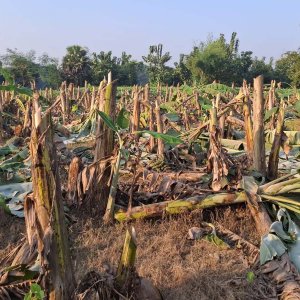 রাতের আধাঁরে কেটে ফেলা হয়েছে কৃষকের দেড় বিঘা জমির কলাগাছ