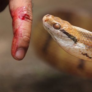 শহরে বেড়েছে সাপ: কাটলে কী করবেন