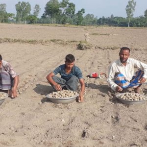 প্রণোদনা পাবেন আলু চাষিরা