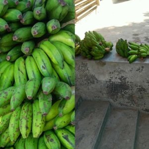 প্রাথমিকের মিড-ডে মিলে দিলো কাঁচা কলা, পাকতে লাগবে কয়েকদিন প্রাথমিকের মিড-ডে মিলে দিলো কাঁচা কলা, পাকতে লাগবে কয়েকদিন