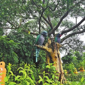 ইয়ুননানের তোতা গ্রাম: ডানায় উড়ে আসে ভাগ্যের রোদ