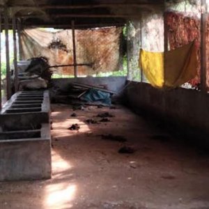 গাজীপুরে একরাতে কৃষকের ১২ গরু চুরি, আতঙ্কে স্থানীয়রা