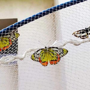 জাহাঙ্গীরনগর বিশ্ববিদ্যালয়ে শুক্রবার ‌‘প্রজাপতি মেলা’