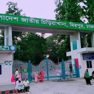 মিরপুর চিড়িয়াখানার খাঁচা থেকে বেরিয়ে গেছে সিংহ