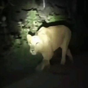 ‘দুই ঘণ্টা’ পর খাঁচায় ঢুকানো হলো সিংহী ডেইজিকে