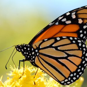 কেন হারিয়ে যাচ্ছে প্রজাপতি, কী বার্তা দিচ্ছে প্রকৃতি কেন হারিয়ে যাচ্ছে প্রজাপতি, কী বার্তা দিচ্ছে প্রকৃতি