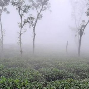 মৌলভীবাজারে তীব্র শীত, তাপমাত্রা ১১ ডিগ্রি