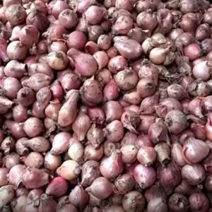 কৃষকের ৬০ টাকার নতুন পেঁয়াজ হাত ঘুরেই ১০০