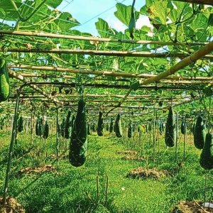 বারোমাসি লাউয়ের নতুন জাত উদ্ভাবন, কম খরচে বেশি লাভ