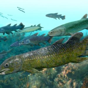 চীনে নতুন প্রজাতির লাংফিশের ফসিল