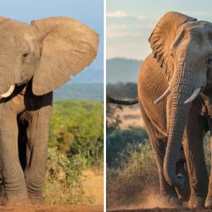 ছবি বা ভিডিও এআই দিয়ে তৈরি কিনা জানবেন যেভাবে