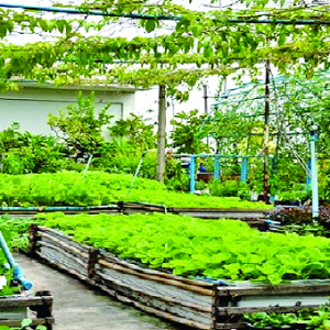 এই শীতে ছাদবাগানের যত্নে…