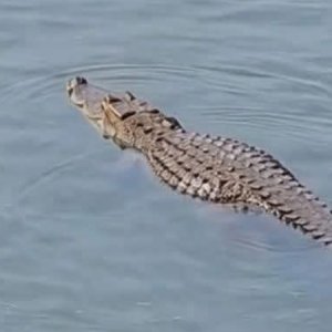 পদ্মা নদীতে ভাসছে কুমির, আতঙ্কে তীরের মানুষ