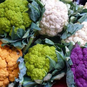 নানা রঙের ফুলকপি: চোখে আনন্দ, পাতে পুষ্টি
