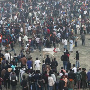 গরু দৌড় প্রতিযোগিতা (ফটোস্টোরি)