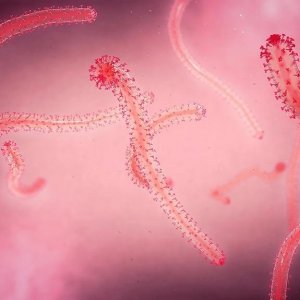 ইবোলা ভাইরাসের গুরুত্বপূর্ণ জিনগত পরিবর্তন