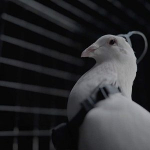 কবুতরকে স্পাই ড্রোনে পরিণত করছে রুশ স্টার্টআপ