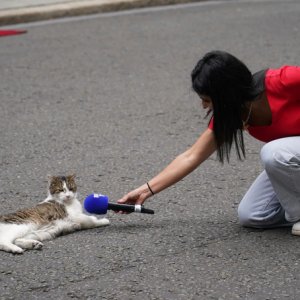 ব্রিটিশ প্রধানমন্ত্রীদের চেয়েও মেয়াদ বেশি যে বিড়ালের!