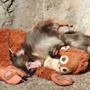 মা-হারা বানরছানার আশ্রয় খেলনা ওরাংওটান, আবেগে ভাসছে নেটদুনিয়া