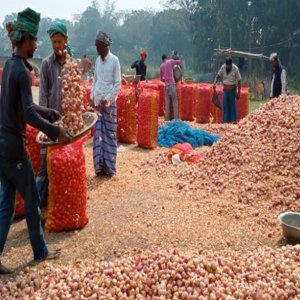 পেঁয়াজের বাম্পার ফলন, তবুও লোকসানে চাষিরা