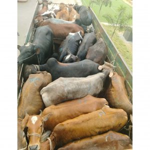 ছিনতাই হওয়া ১৯ গরুসহ ট্রাক আধ ঘণ্টার মধ্যে উদ্ধার