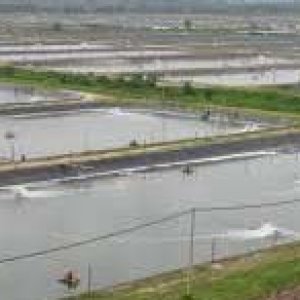 নানাবাড়িতে বেড়াতে এসে পানিতে ডুবে ২ শিশুর মৃত্যু