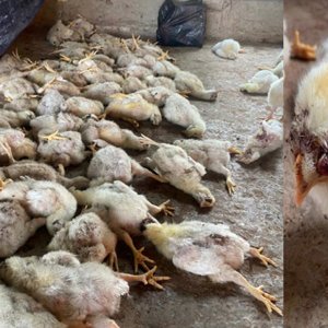 পোল্ট্রি খামারে অ্যাসিড ছুড়ে ২০০ মুরগি হত্যা