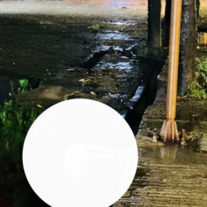 ঢাবিতে জমে থাকা পানিতে বিদ্যুৎস্পৃষ্টে কুকুরের মৃত্যু