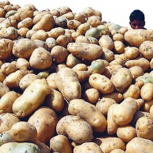 বাংলাদেশি আলুর জন্য ভিয়েতনামের বাজার উন্মুক্ত