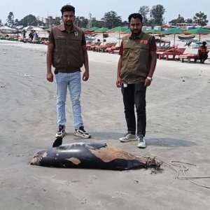 কুয়াকাটা সৈকতে আবার মৃত ডলফিন, দড়ি দিয়ে লেজ বাঁধা