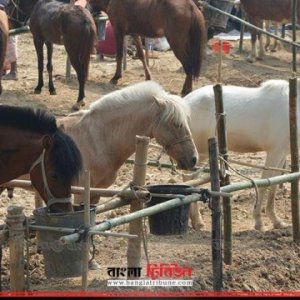 মাংস বিক্রির উদ্দেশ্যে জবাই করা ১৩ ঘোড়া উদ্ধার