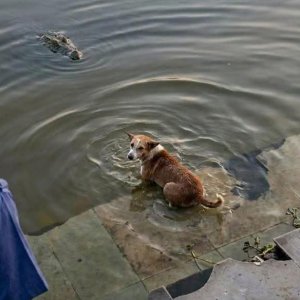 বাগেরহাটে দিঘিতে কুমিরের শিকার কুকুর, প্রত্যক্ষদর্শীরা যা জানালেন