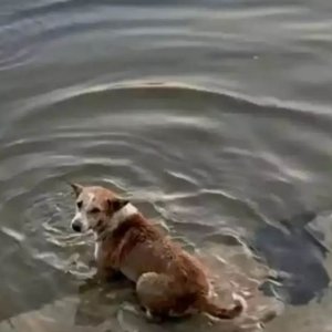 কুকুরটির শরীর থেকে নমুনা সংগ্রহ, প্রশাসনের তদন্ত কমিটি গঠন