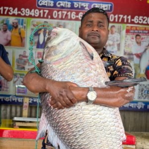 অর্ধলক্ষ টাকায় বিক্রি হলো পদ্মার এক কাতল