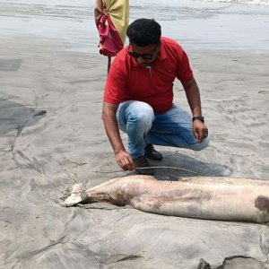 কুয়াকাটা সৈকতে আবারও ভেসে এলো মৃত ডলফিন