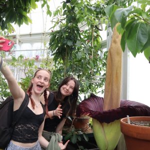 শবফুল: দুর্গন্ধই যার মূল আকর্ষণ