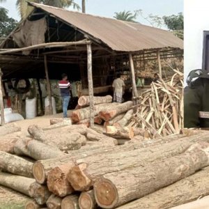 অবৈধ করাতকল ও বন উজাড়, বন কর্মকর্তার বিরুদ্ধে অভিযোগ