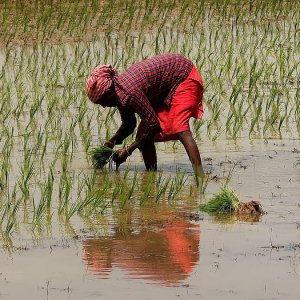 ভারতে সার উৎপাদন কমেছে প্রায় ২৫ শতাংশ