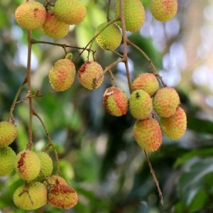 রাজশাহীতে তীব্র তাপদাহ, ফেটে যাচ্ছে লিচু