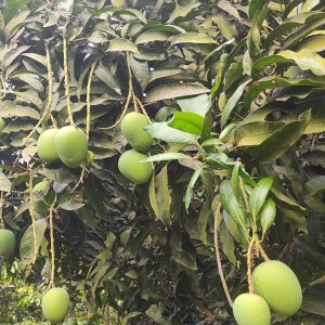 সাতক্ষীরার আম কবে বাজারে আসছে