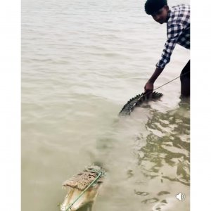 পদ্মা নদীতে জেলের বড়শিতে আটকে গেলো কুমির