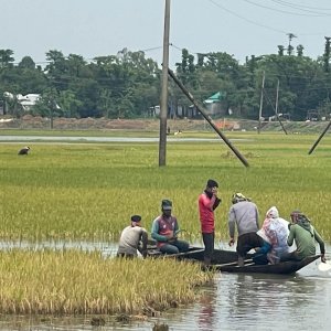 চোখের সামনে ডুবে গেলো ১০ হাজার হেক্টর ধান, কৃষকদের হাহাকার