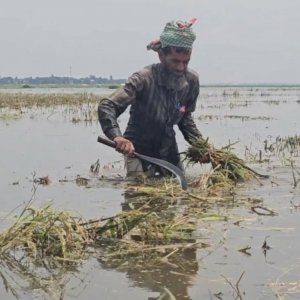 ডুবে গেছে হাজার হাজার একর ধান, কীভাবে বাঁচবে কৃষক