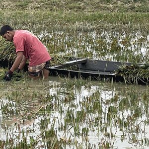 সুনামগঞ্জের হাওরজুড়ে এখন শুধু কৃষকের হাহাকার