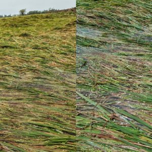 টানা বৃষ্টিতে চলনবিলে নুইয়ে পড়েছে ধান, ফলন কমার শঙ্কায় কৃষক