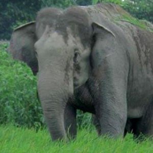 হাতির পালের সামনে পড়লেন মা-মেয়ে, আক্রমণে মারা গেলেন দুজনই