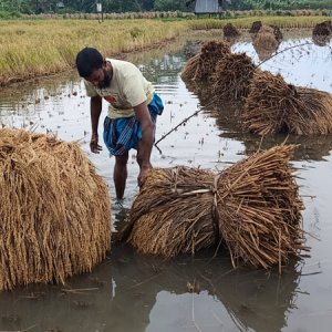 বাগেরহাটে অতিবৃষ্টিতে নষ্ট হচ্ছে ক্ষেতের ফসল, দুশ্চিন্তায় কৃষক